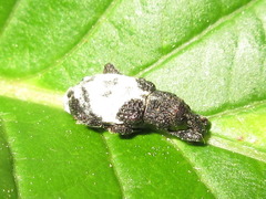 Pimelocerus elongatus