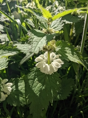 Lamium album