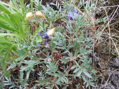 Oxytropis tragacanthoides