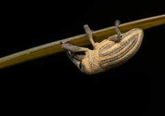 Sternuchopsis waltoni