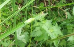 Hyperolius rwandae