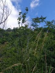 Ailanthus altissima