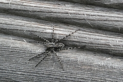 Acantholycosa lignaria
