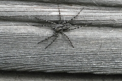 Acantholycosa lignaria