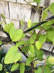 Aristolochia tomentosa