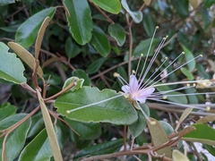 Quadrella jamaicensis