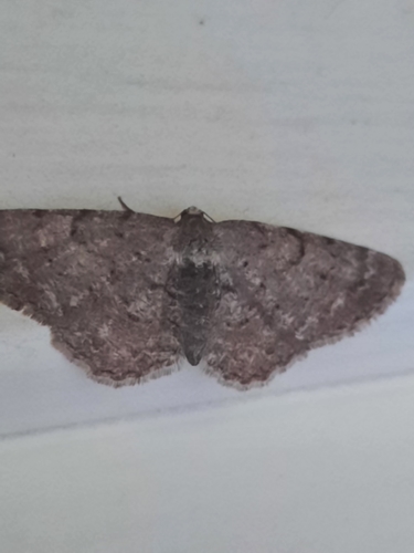 Four-barred Gray photo 5