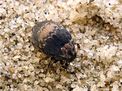 Byrrhus arietinus