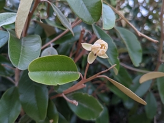 Quadrella jamaicensis