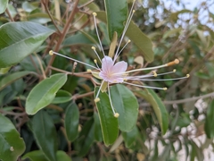 Quadrella jamaicensis