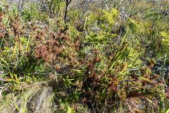 Aspalathus cordata