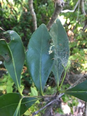 Elaeodendron melanocarpum