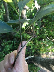 Elaeodendron melanocarpum