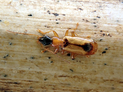 Demetrias monostigma