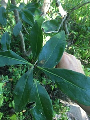 Elaeodendron melanocarpum