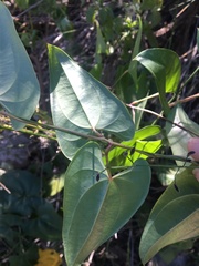 Dioscorea transversa