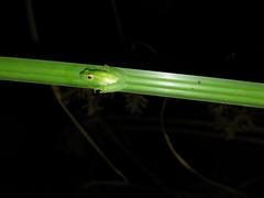Hyperolius rwandae