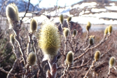 Salix lanata