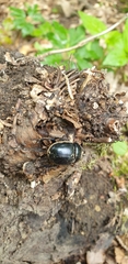 Anoplotrupes stercorosus
