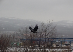 Corvus cornix