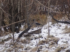 Corvus cornix