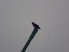 Corvus cornix
