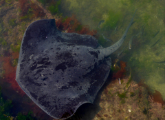 Bathytoshia brevicaudata