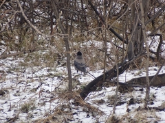 Corvus cornix