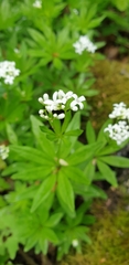 Galium odoratum
