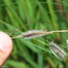 Hairy Trident Grass - Photo (c) Shobie, some rights reserved (CC BY-NC), uploaded by Shobie