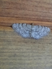 Aethalura intertexta