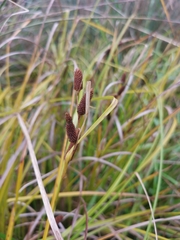 Carex dipsacea