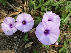 Ipomoea cairica