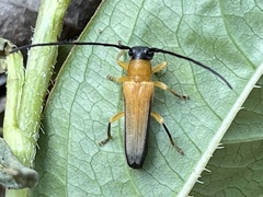 Oberea walkeri