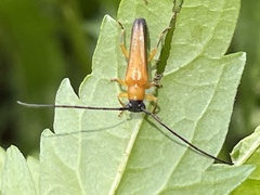 Oberea walkeri