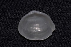 Scintillula solida
