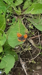Lycaena phlaeas