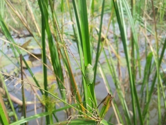 Hyperolius rwandae