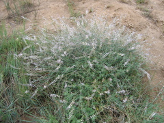 Astragalus melilotoides