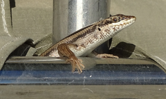 Trachylepis sulcata ansorgii