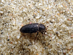 Dermestes frischii