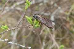 Empis borealis