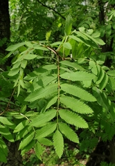 Sorbus aucuparia