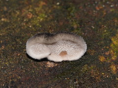 Postia pelliculosa