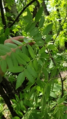 Sorbus aucuparia