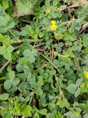 Medicago lupulina