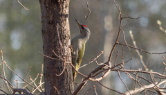 Picus canus