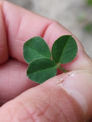 Medicago lupulina