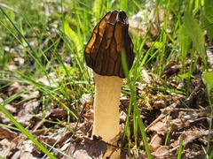 Morchella semilibera