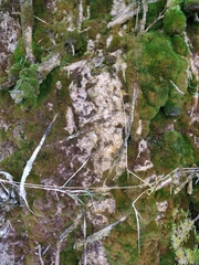 Bryophyta